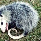 Why do opossums "play dead"?