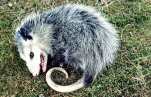 Why do opossums "play dead"?