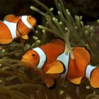 Why do male clownfish change sex?