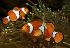 Why do male clownfish change sex?