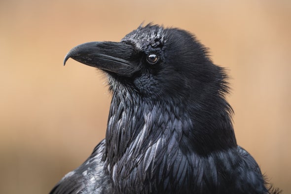 Do crows hold grudges?