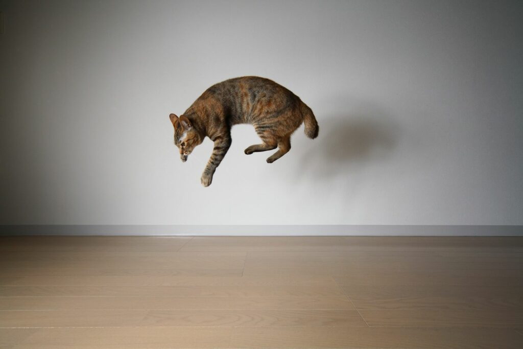 Do cats always land on their feet?