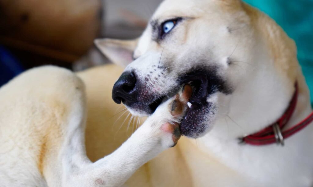 Witnessing your beloved dog attacking its own legs can be both confusing and concerning. This behavior is known as "self-mutilation" or "self-directed aggression".