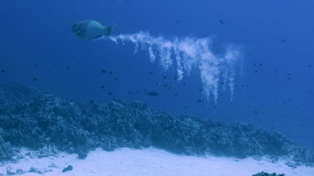Why do parrotfish poop sand?