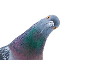 Do pigeons like to gamble?