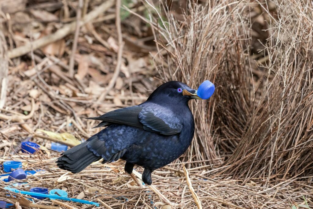 The primary purpose of bower decoration in male bowerbirds is linked to sexual selection.