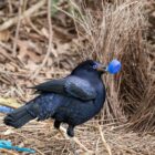 Why Bowerbirds decorates their homes?