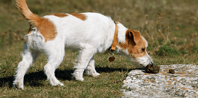 Why does my dog eat poop?