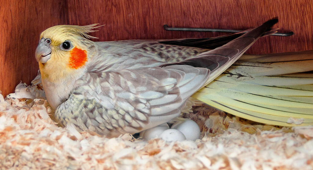 Why do birds chronically lay eggs?