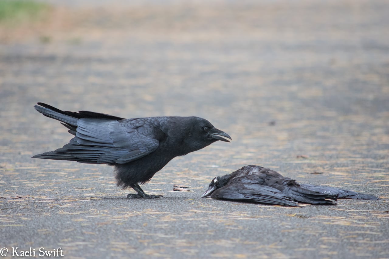 Do crows hold funerals?
