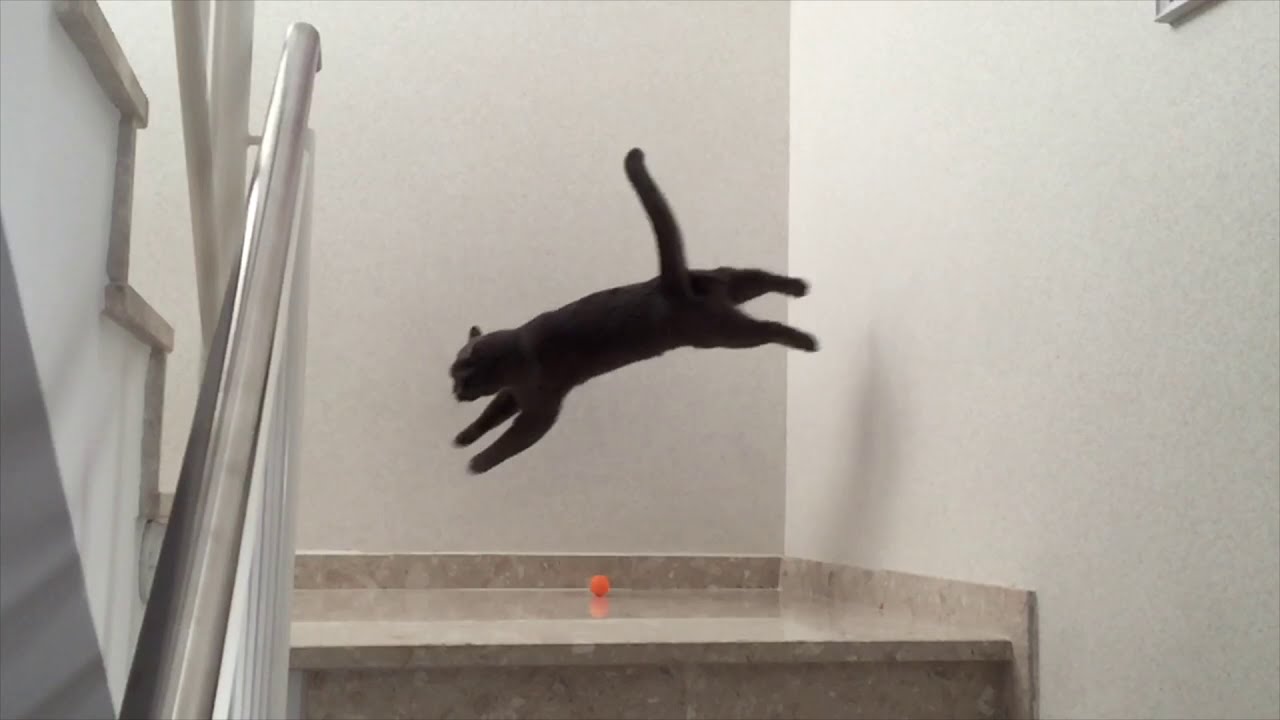 Why is my cat bouncing off the walls?