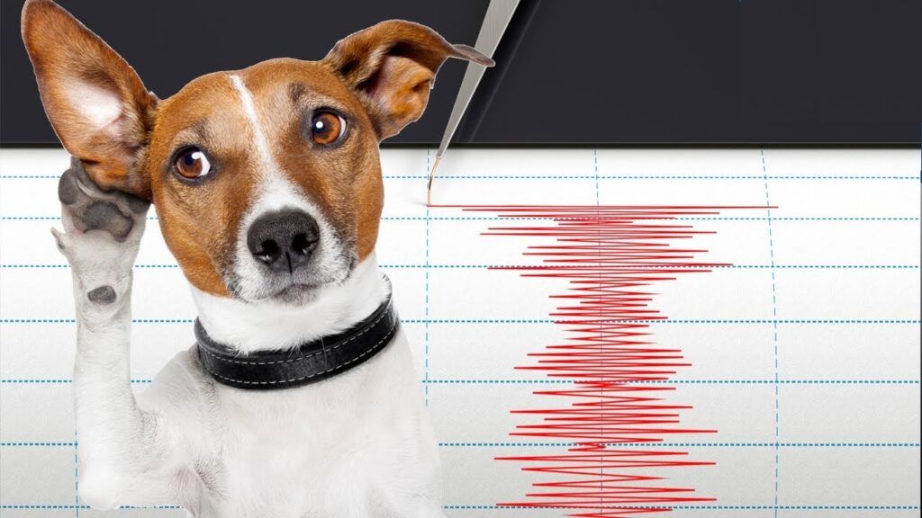 Can dog predict earthquakes?
