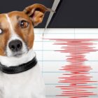 Can dog predict earthquakes?