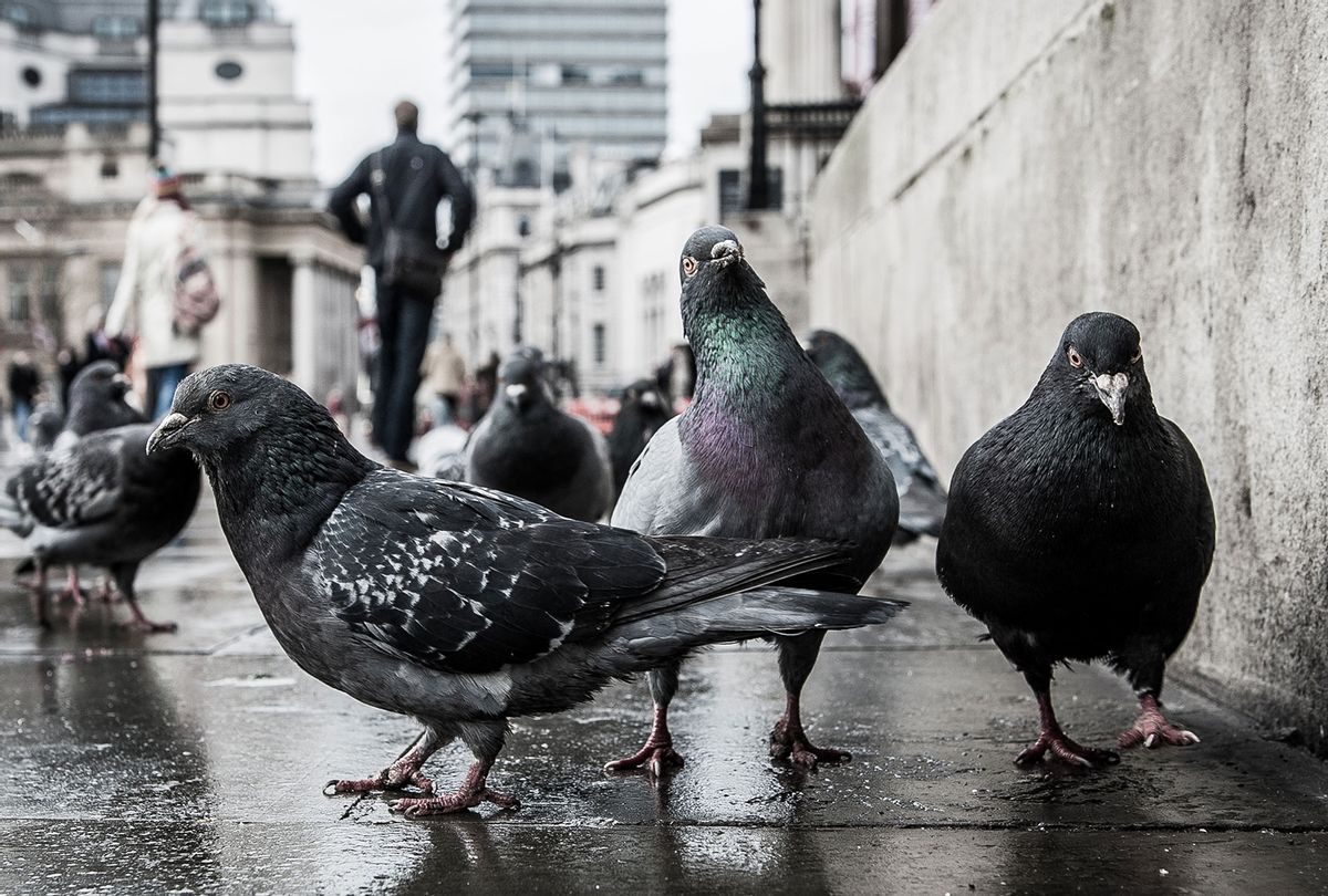Do pigeons recognize humans?