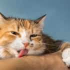 Why does my cat lick me?