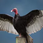 Why do turkey vulture pee on themselves?