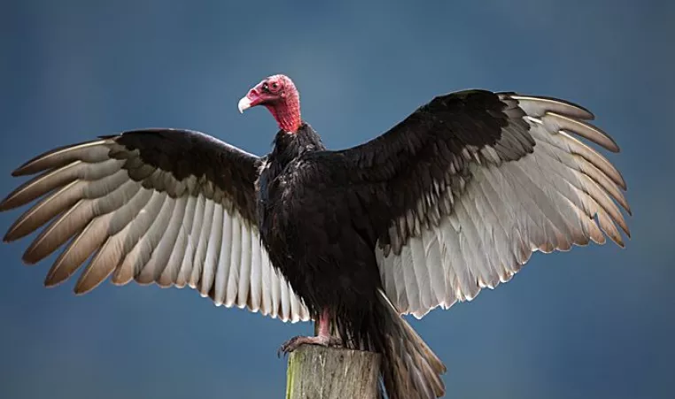 Why do turkey vulture pee on themselves?