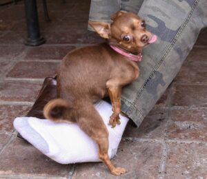 Why does my dog hump?