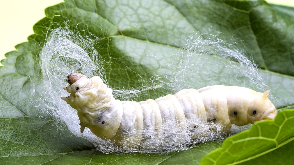 How do silkworms produce silk?