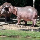 Why are there hippos in Colombia?