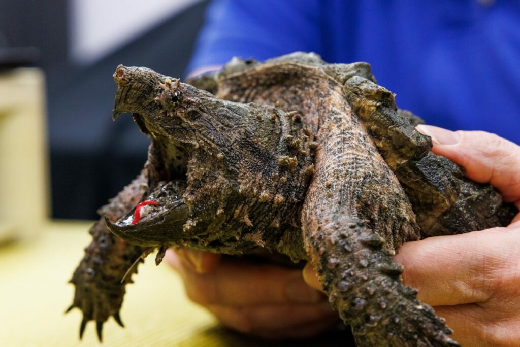 Are alligator snapping turtles dangerous?