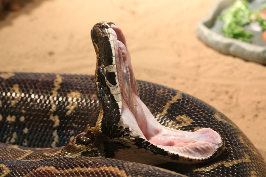 Why do snakes yawn?