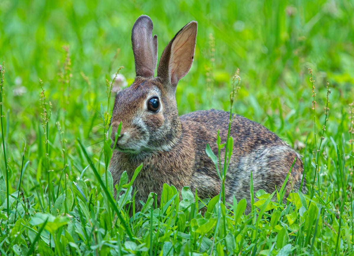 Why do rabbits spray urine?