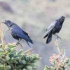 Can crows mimic human voices?