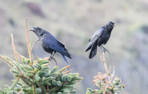Can crows mimic human voices?