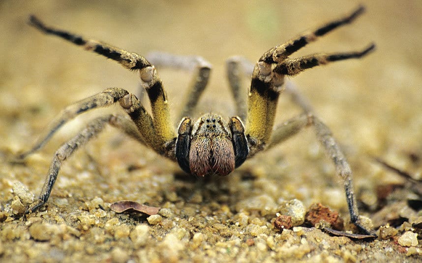 Why are Brazilian Wandering Spiders so feared?