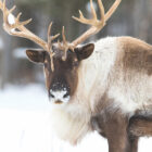 What is the difference between a reindeer and a caribou?