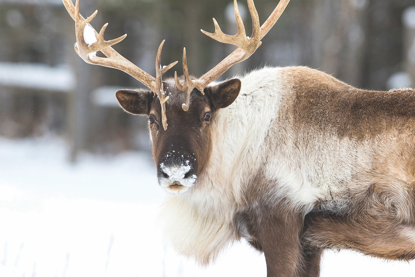 What is the difference between a reindeer and a caribou?