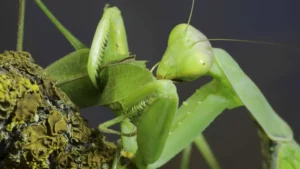 Why do female praying mantis kill males after sex?