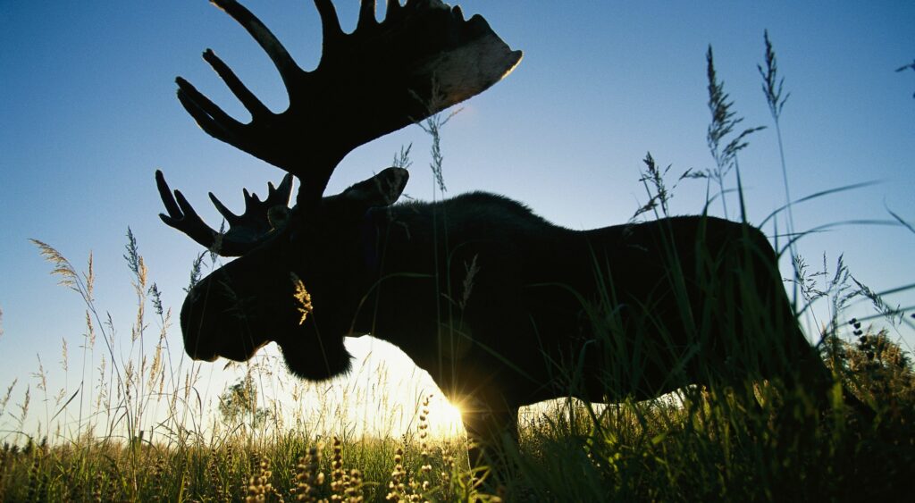 Are moose dangerous animals?
