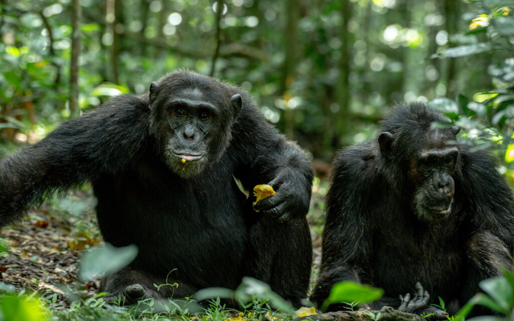 Why do chimpanzees fight for power at Kibale National Park?