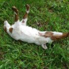 Why do myotonic goats faint?