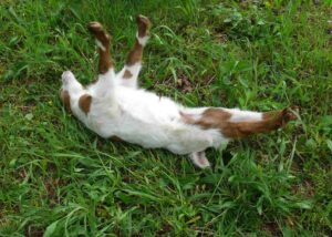 Why do myotonic goats faint?