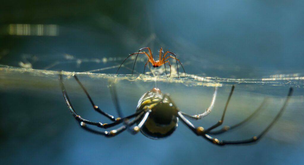 Why do female spiders kill male spider after sex?