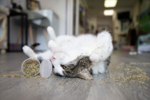 Why does my cat love catnip?