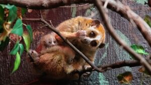 Is the slow loris venomous?