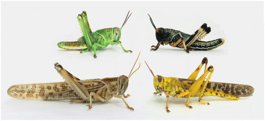 Are locust the same as grasshoppers?