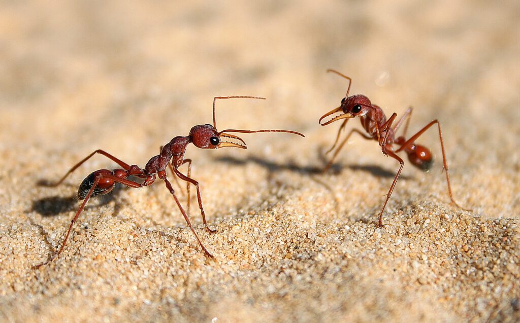 Tactile Communication in Ants