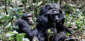 Why do chimpanzees fight for power at Kibale National Park?