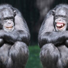 How complex is communication between apes?