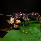 Why are bullet ants so feared?