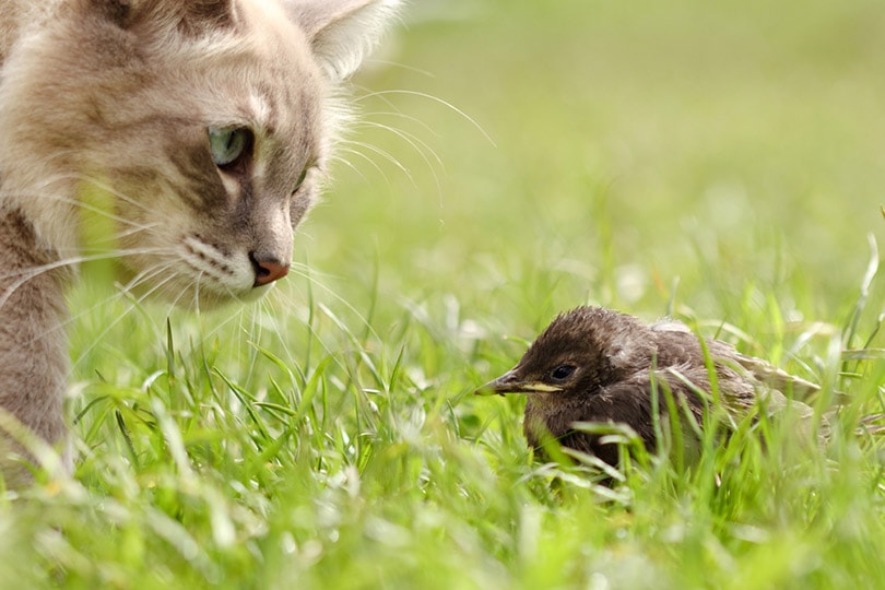 Can House Cats Survive in the Wild?