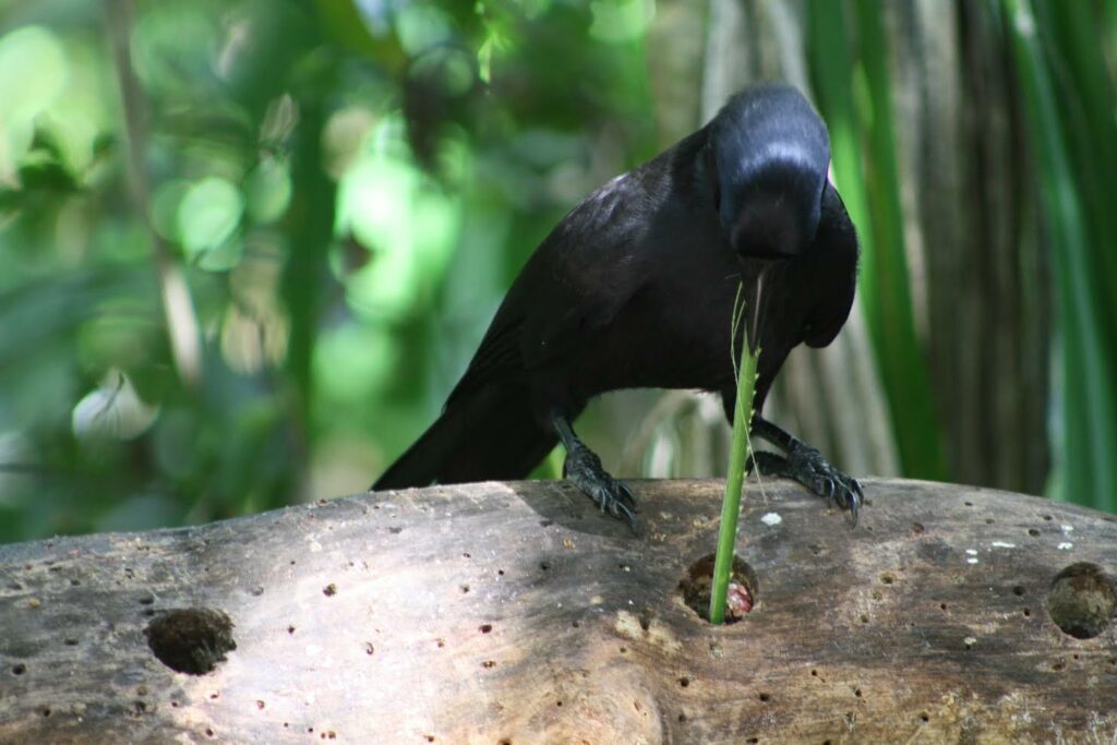 Can crows make their own tools?