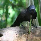 Can crows make their own tools?