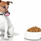 Why does my dog move food from one place to another?