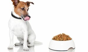 Why does my dog move food from one place to another?